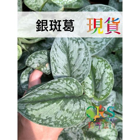 銀斑葛風水|銀斑葛照顧：讓你的植物展現最佳風采 – 植物盆栽綠寶典